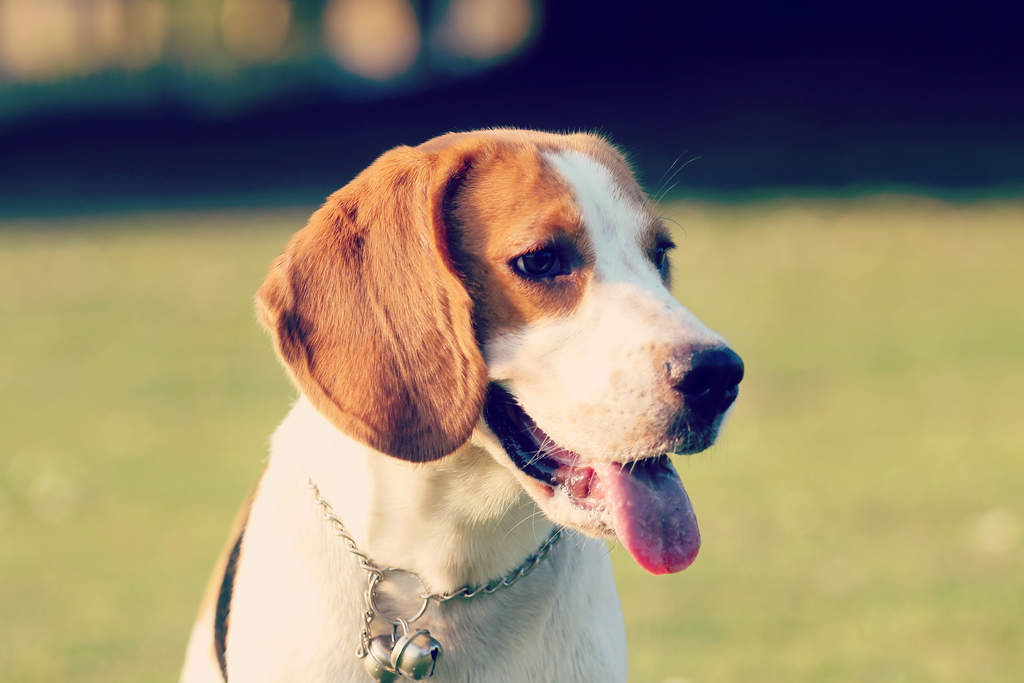 Dog-Beagle-A_healthy,_young_Beagle_puppy_with_lovely_big_ears
