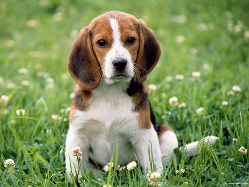 Ideal-Beagle-Puppy-Names