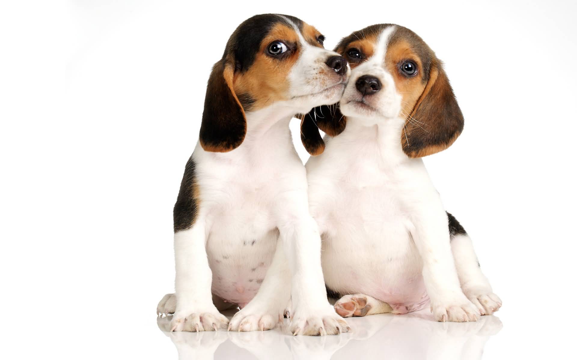 Lovely-Beagle-Dog-Kissing-His-Girlfriend