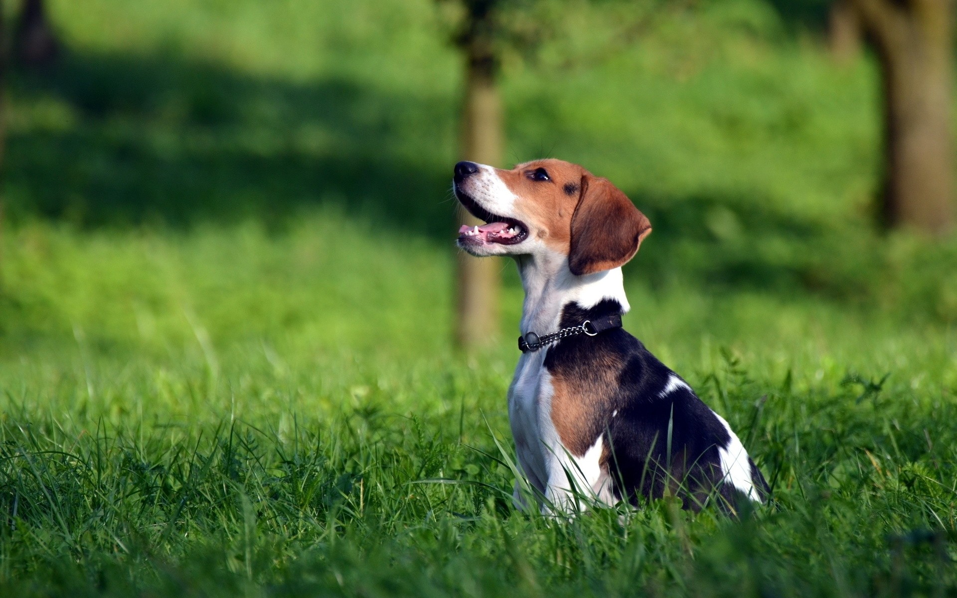 beagle-dog-on-the-grass-widescreen-high-definition-wallpaper-images-full-free-cute-lovely-animals-hd-1920x1200