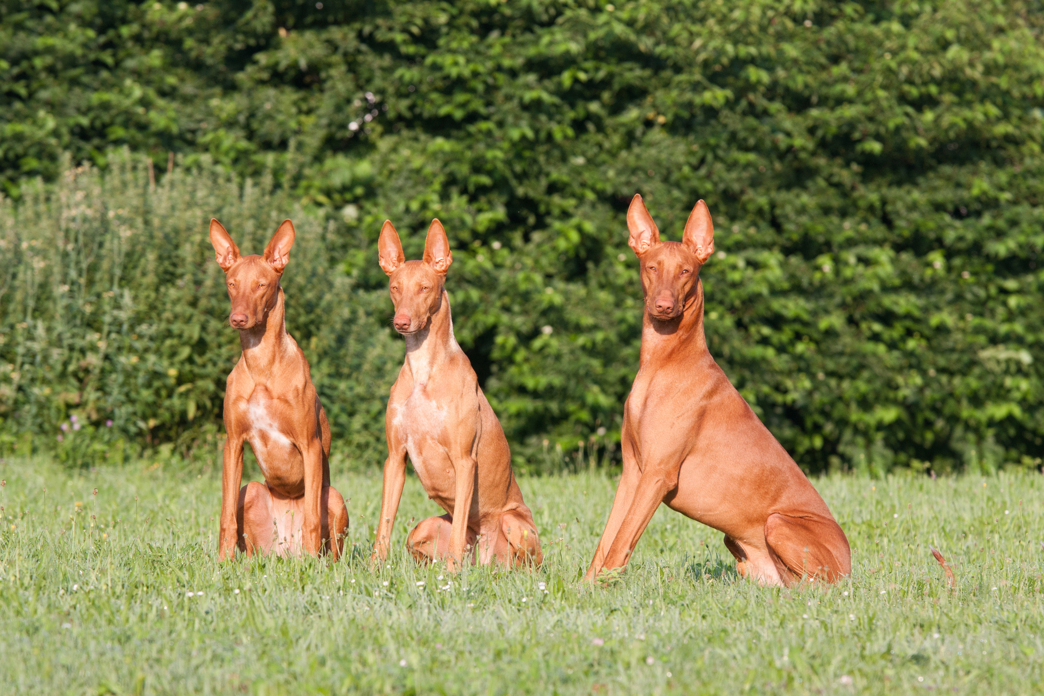 Three nice dogs - Pharaoh Hound