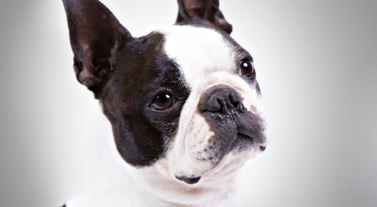 BostonTerrier_hero_-_Copy