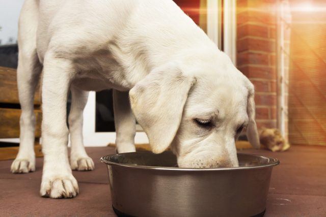 Labrador-puppy-is-eating-a-bone-with-meat-from-a-bowl-640x427