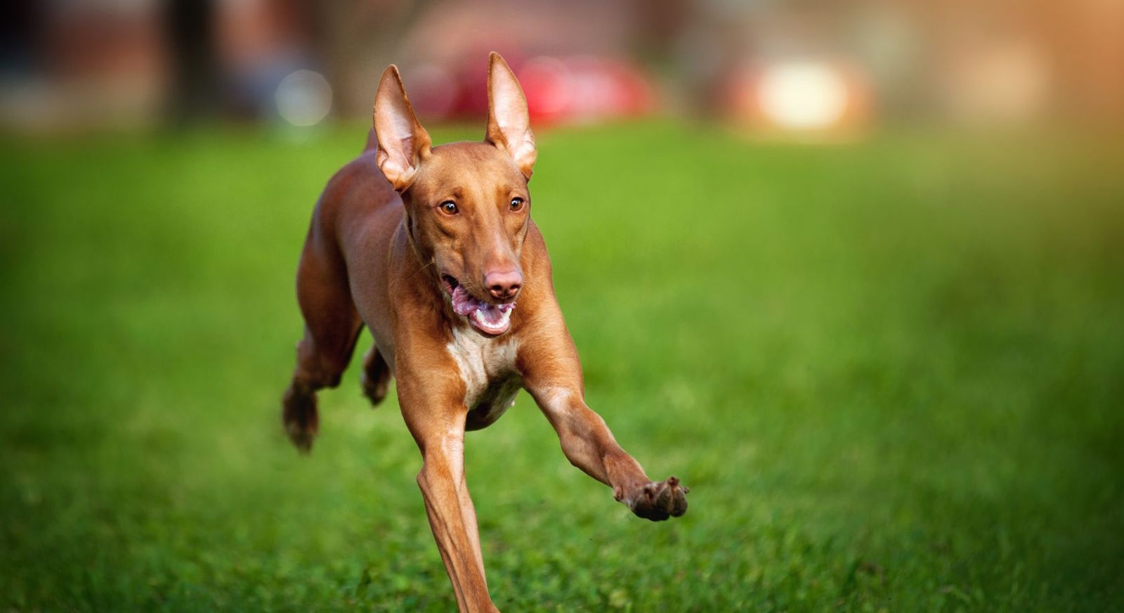 18430641 - cute funny pharaoh hound dog running on the grass