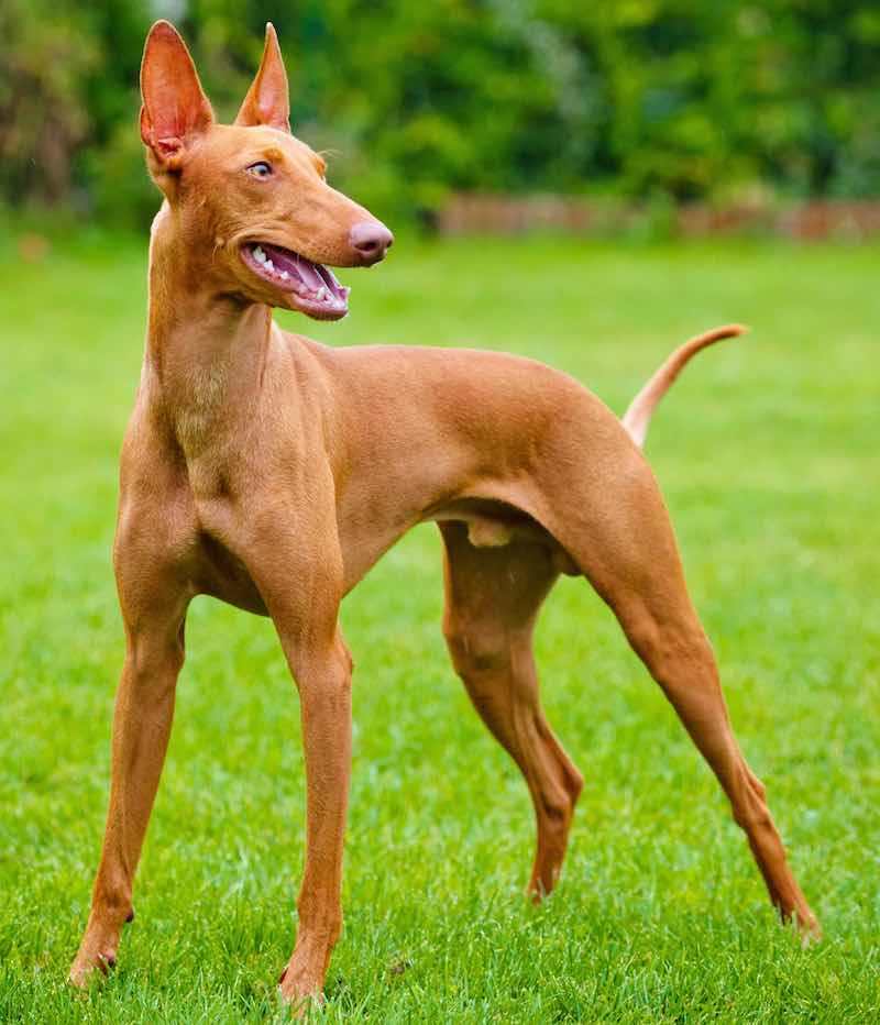 Pharaoh-Hound 10 most expensive dogs