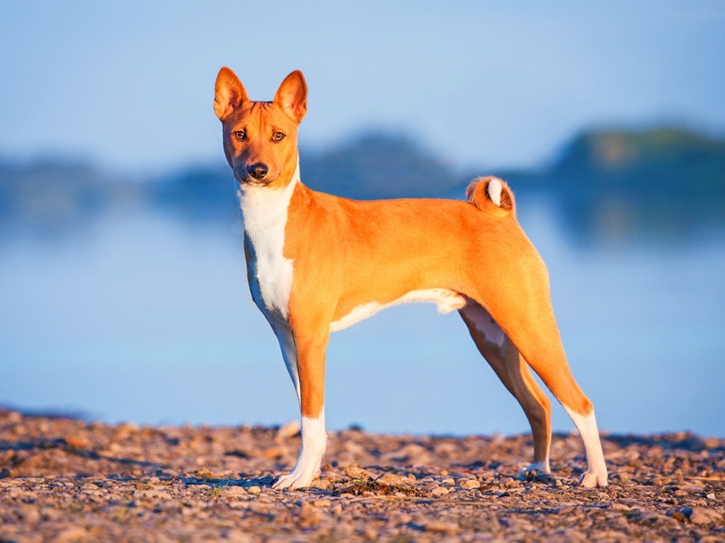 The-Basenji-unusual-breeds-K9-Control-UK-Dog-Trainers