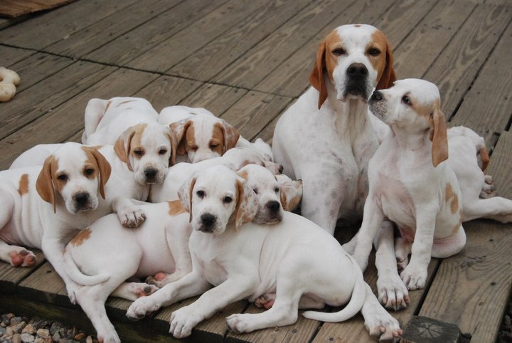beautiful-pointers-family