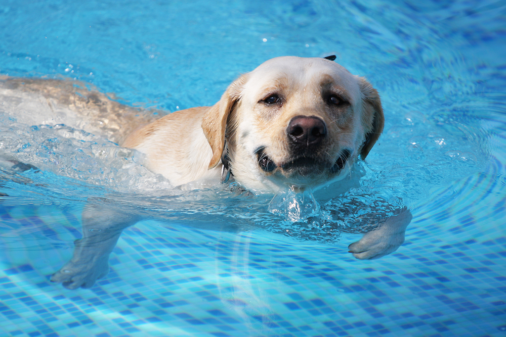 cachorro_piscina_2
