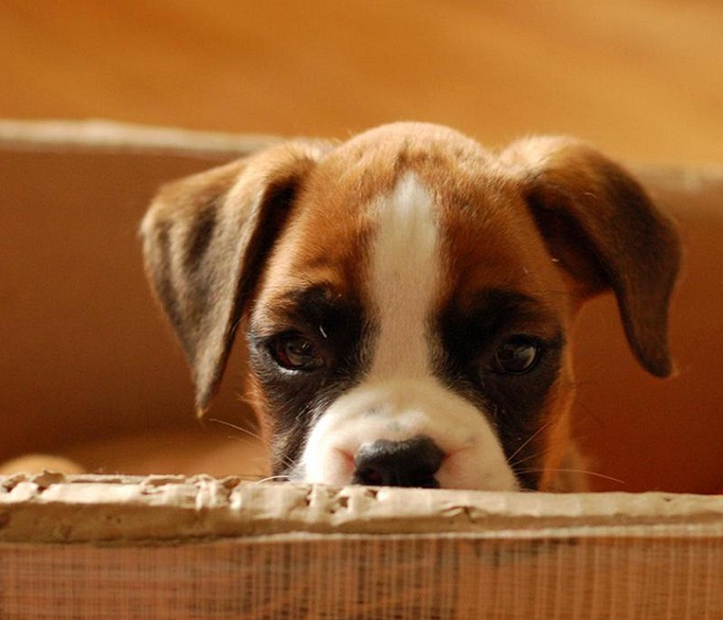 cute-puppy-boxer-dog-face-staring