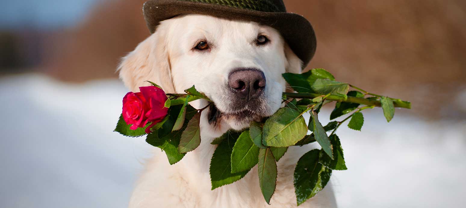 dog-valentine-AS49813405