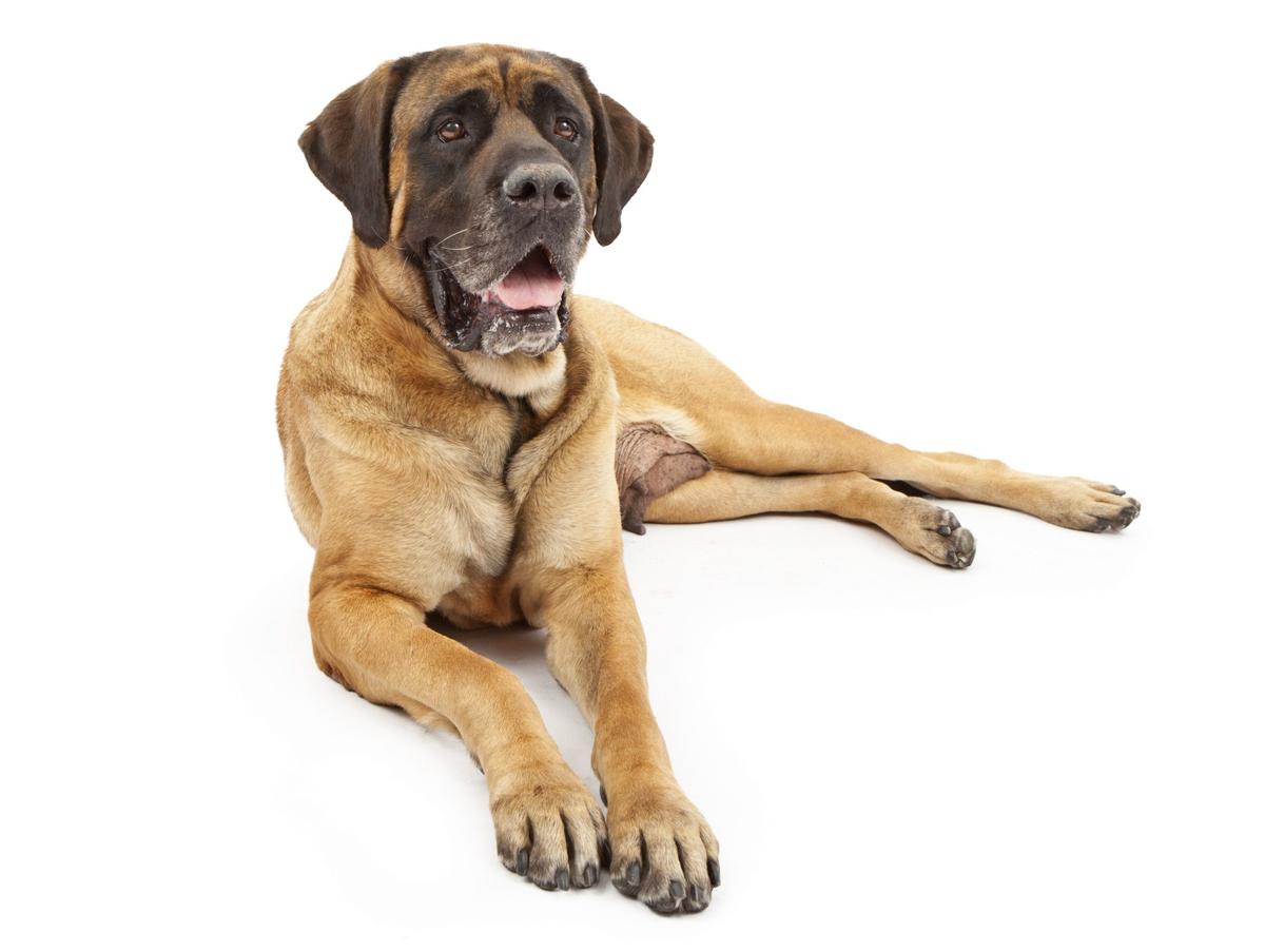 1200-27811100-english-mastiff