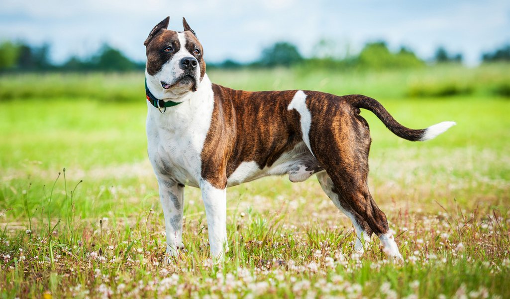 American-Staffordshire-Terrier-5