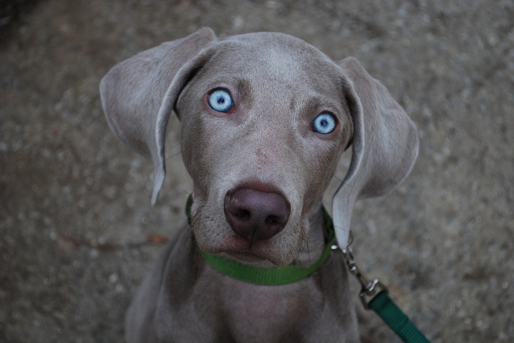 Funny-Pictures-of-Weimaraners