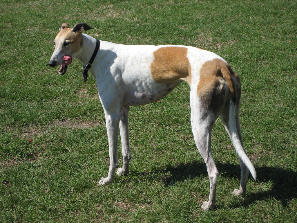 GraceTheGreyhound