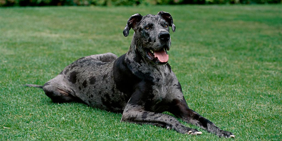 Great-Dane-2