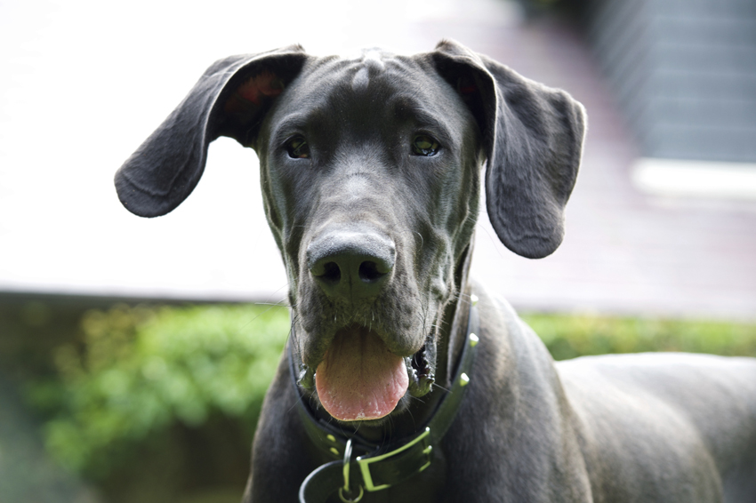 Black Great Dane Puppy face with tongue