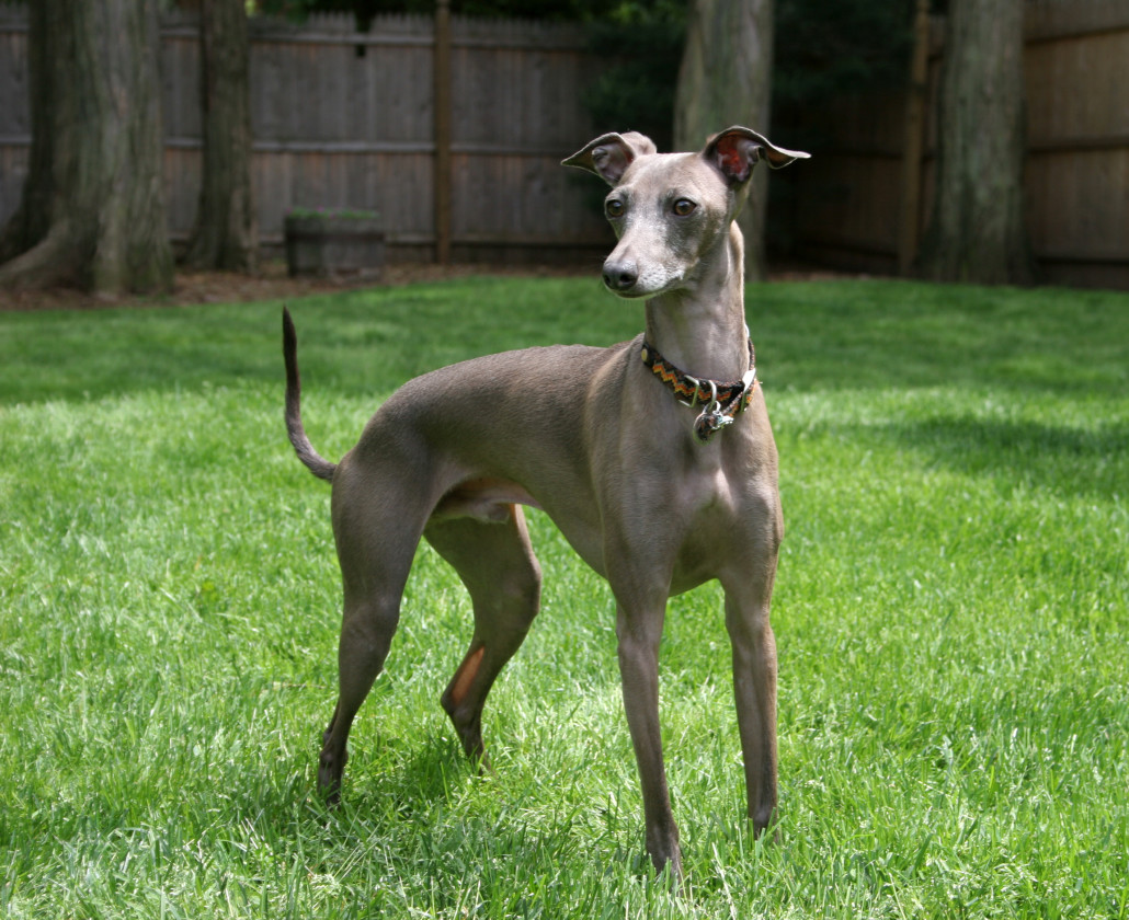 Greyhound-1-1030x840