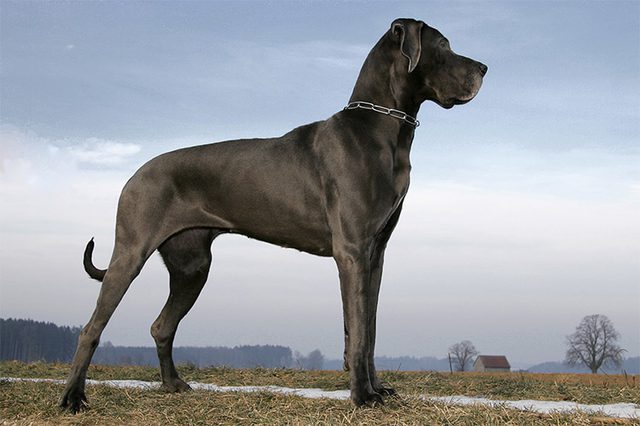 Interesting-Facts-About-Great-Danes