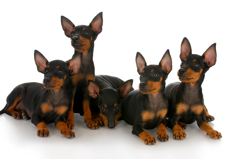 Manchester_Terrier_SERP