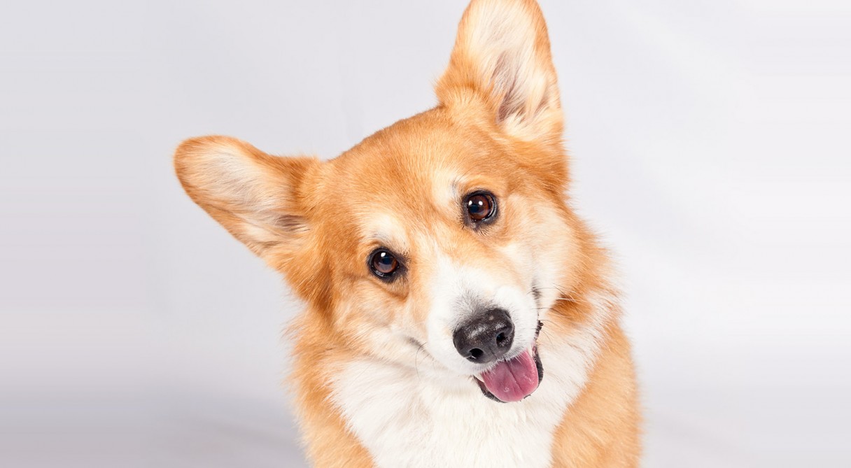 PembrokeWelshCorgi_hero