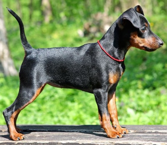 Toy-Manchester-Terrier-dog