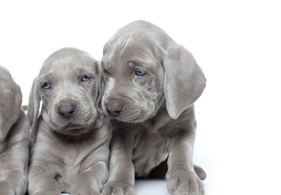 Weimaraner_SERP