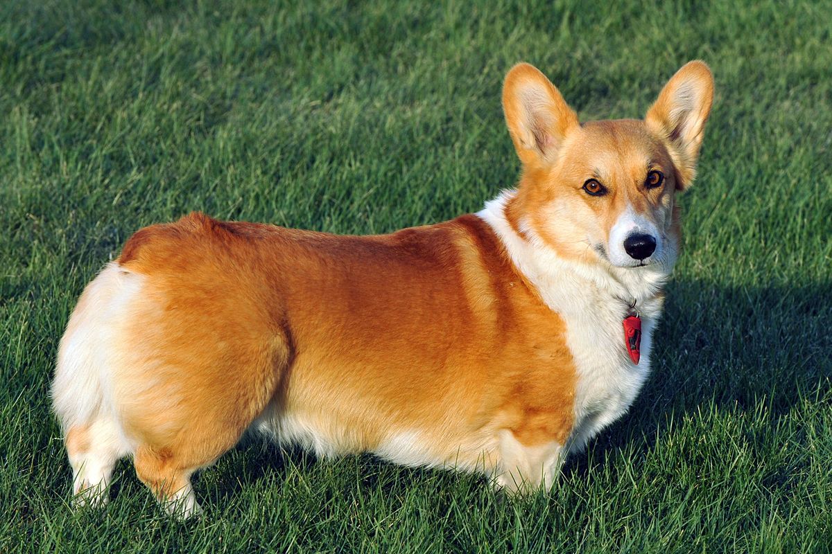 Welchcorgipembroke