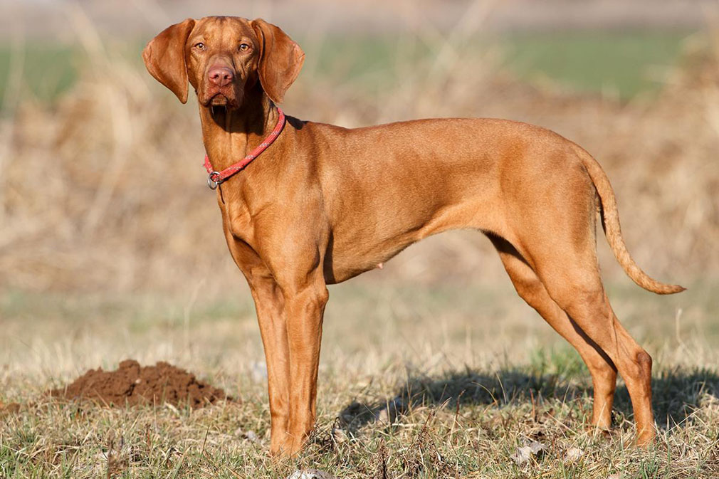 hungarianvizsla_adult