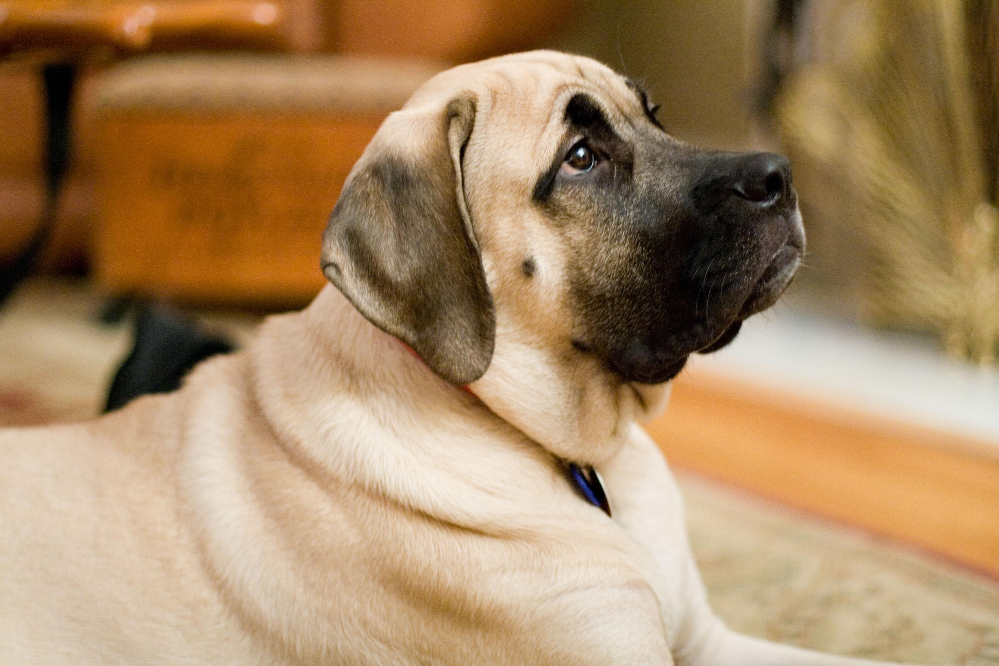 img_differences_between_english_french_and_spanish_mastiffs_1336_orig