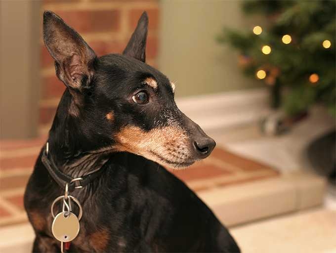 manchester terrier dog breed information, pictures on Images Of Manchester Terriers