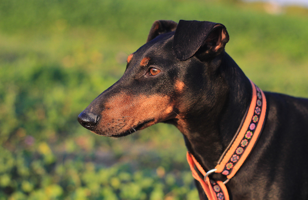 manchesterterrier