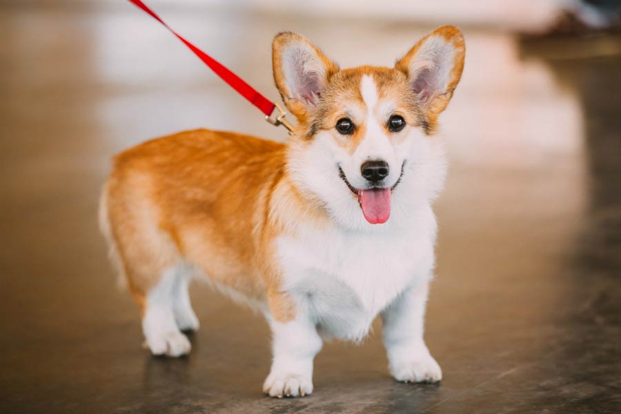 pembroke_welsh_corgi_header_