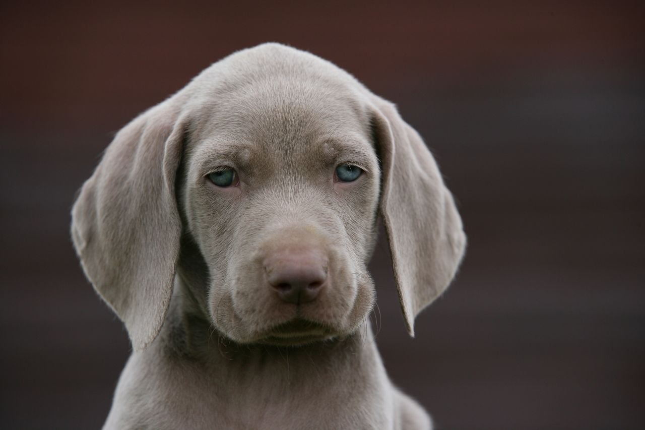 perro-weimaraner