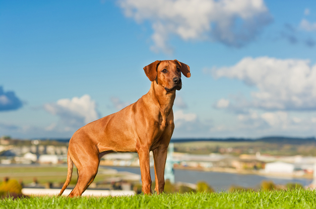 rhodesian-ridgeback-11