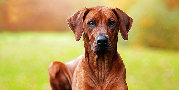 rhodesian-ridgeback-cover