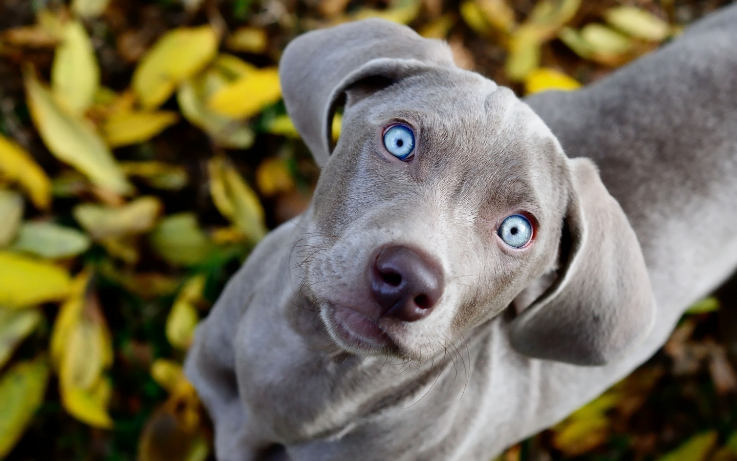 weimaraner-blue-eyed-desktop-background