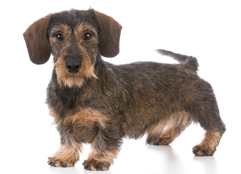 34.-Dachshund-wirehaired