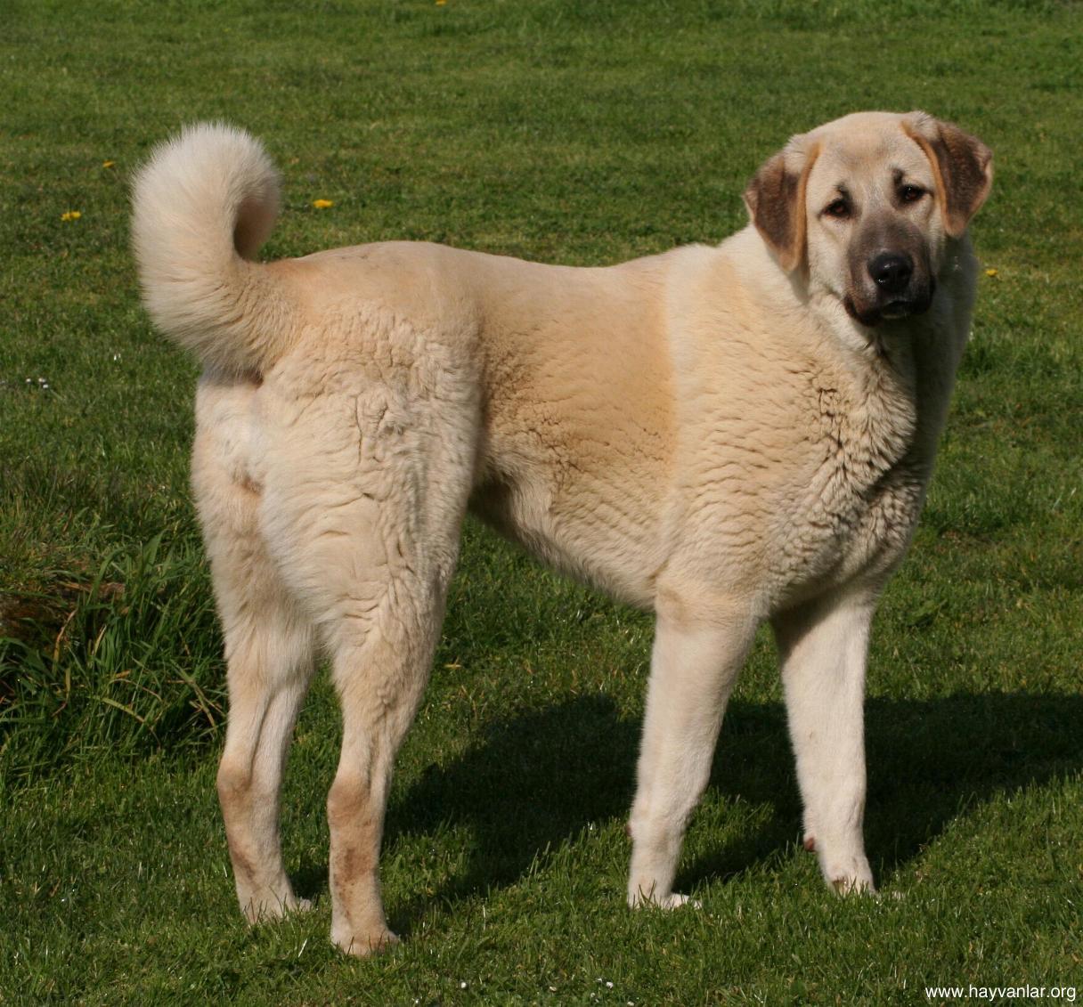 Anatolian-Shepherd-2