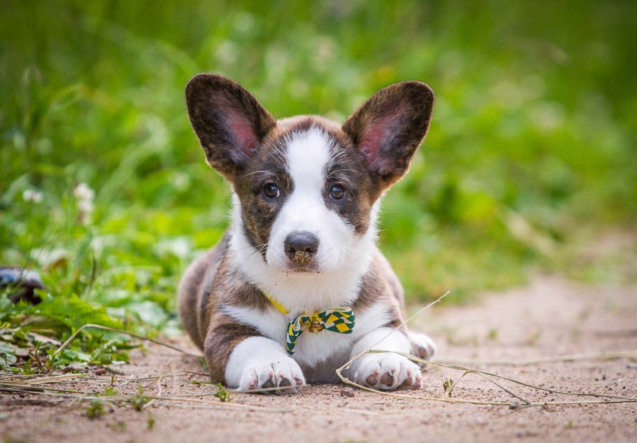 Cardigan_Welsh_Corgi_SERP