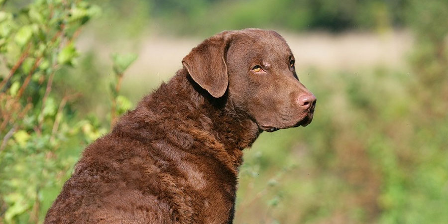 Chesapeake-Bay-Retriever-2