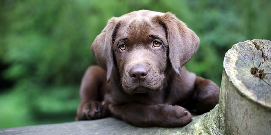 Chesapeake-Bay-Retriever-3