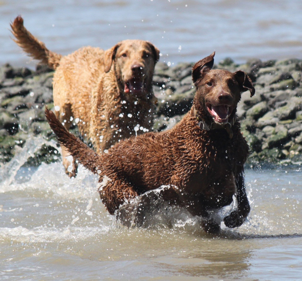 D_1212879_Little-Nikki-and-Harley-Davidson_Chesapeake-Bay-Retriever