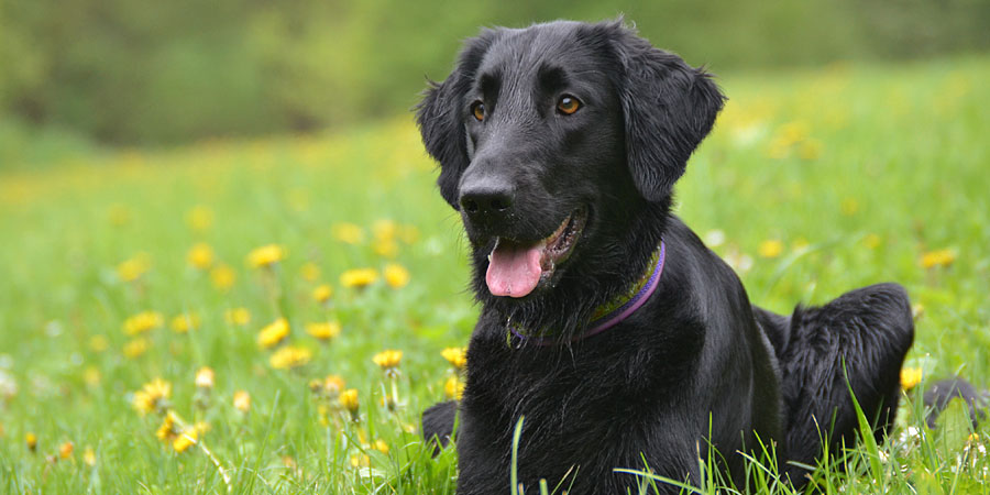 Flat-Coated-Retriever-2