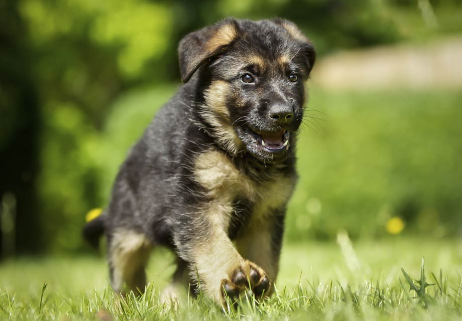 German_Shepherd_Dog_SERP