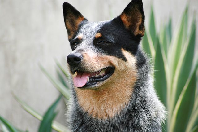 History-of-Queensland-Heeler-Dogs