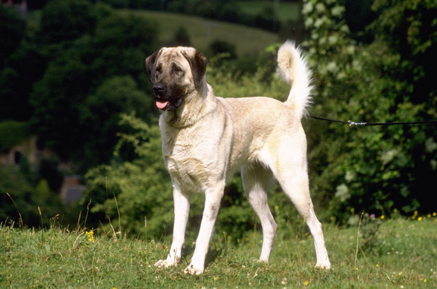 anatolian-shepherd-dog