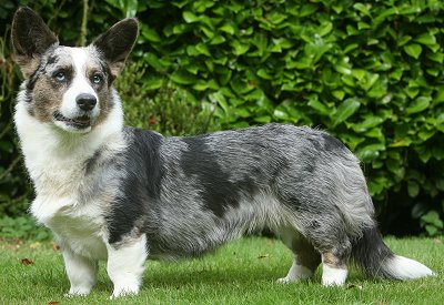 cardiganwelshcorgisf3