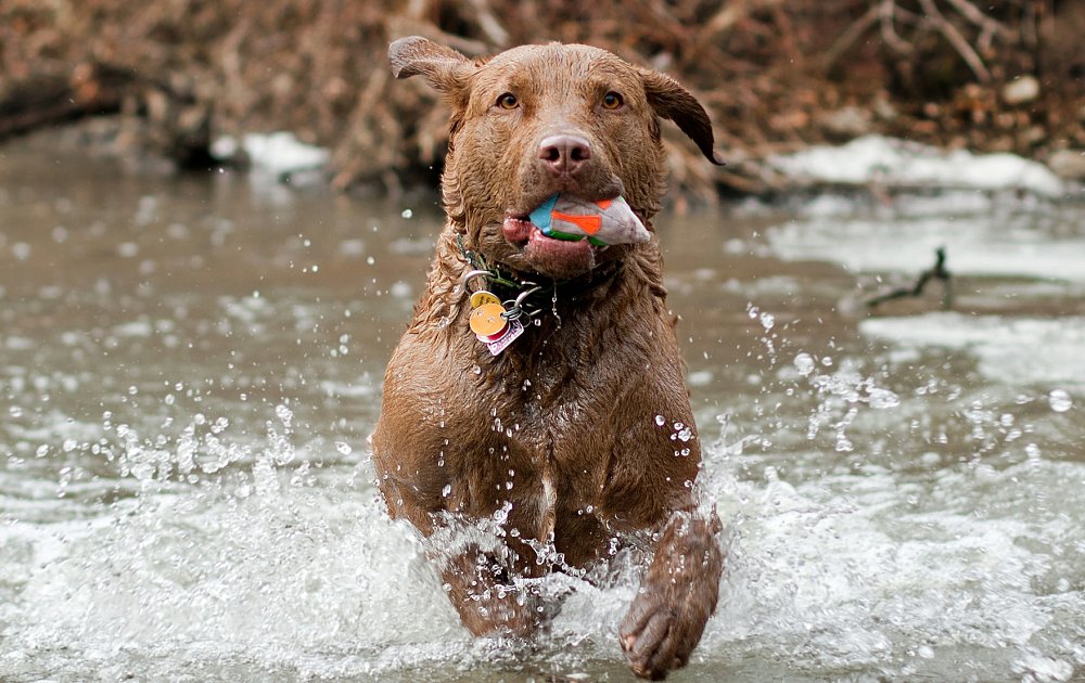 chesapeake-bay-retriever-1491161983-1