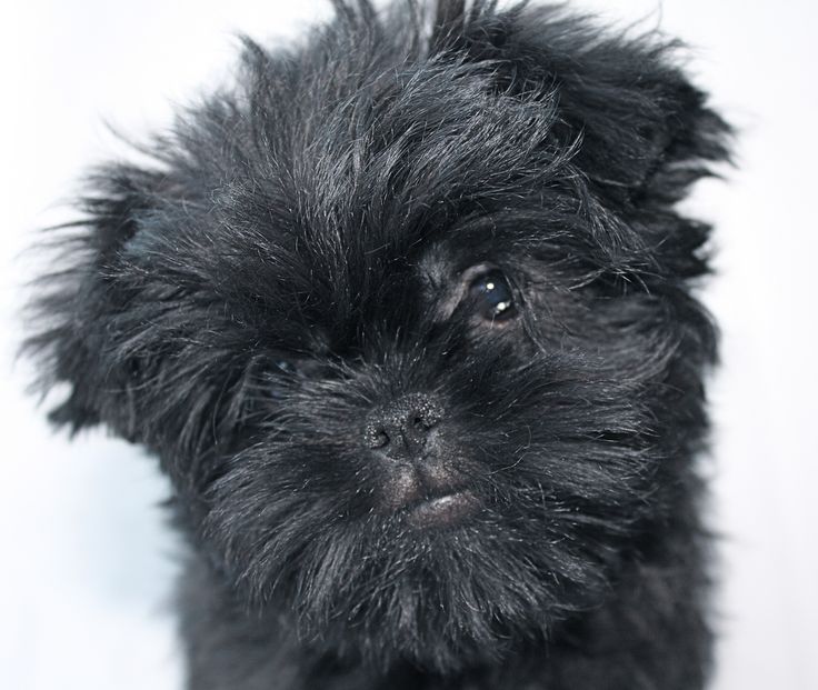 f8c10fffcad12882df40e9bb1e76cff2--affenpinscher-photos