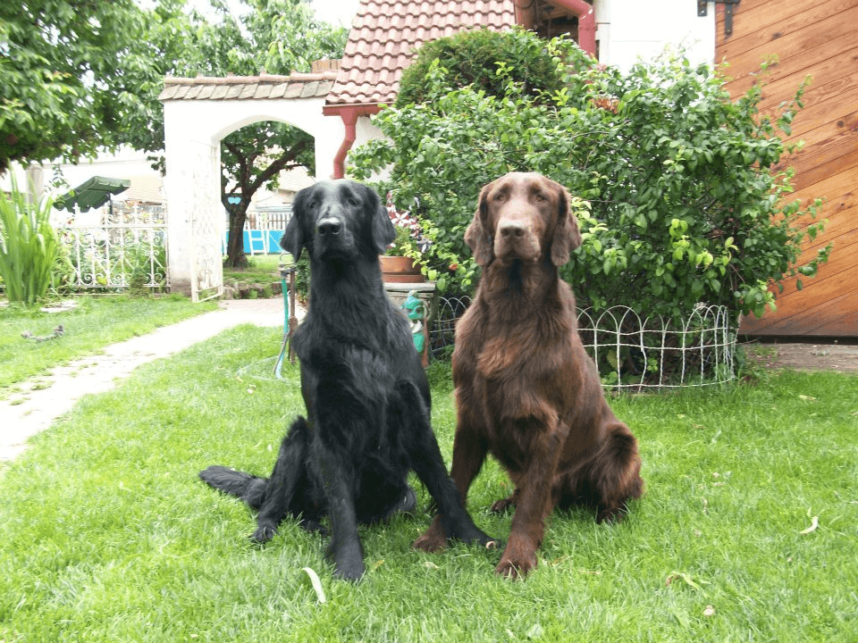 flatcoatedretriever